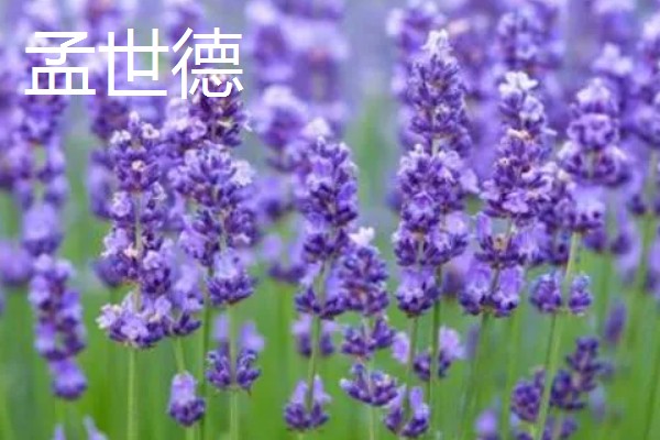 薰衣草有什么品种，贝蒂蓝、格拉芙、希德寇特等10个品种很常见