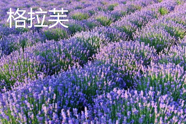 薰衣草有什么品种，贝蒂蓝、格拉芙、希德寇特等10个品种很常见