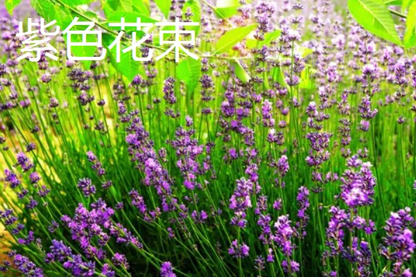 薰衣草有什么品种，贝蒂蓝、格拉芙、希德寇特等10个品种很常见