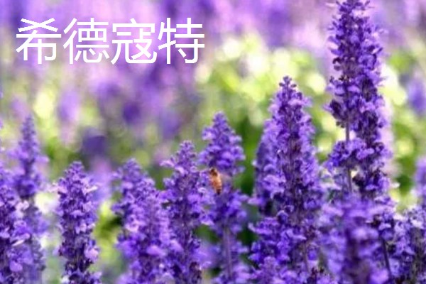 薰衣草有什么品种，贝蒂蓝、格拉芙、希德寇特等10个品种很常见
