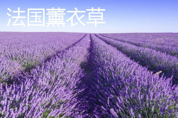 薰衣草有什么品种，贝蒂蓝、格拉芙、希德寇特等10个品种很常见