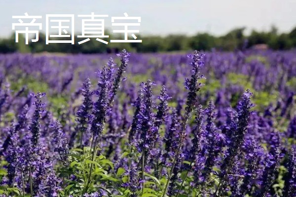 薰衣草有什么品种，贝蒂蓝、格拉芙、希德寇特等10个品种很常见