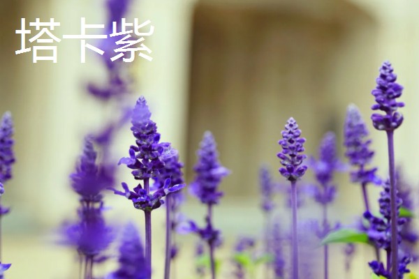 薰衣草有什么品种，贝蒂蓝、格拉芙、希德寇特等10个品种很常见