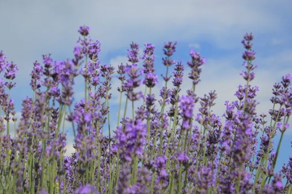 薰衣草有什么品种，贝蒂蓝、格拉芙、希德寇特等10个品种很常见