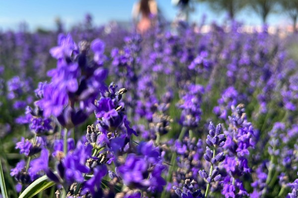 薰衣草有什么品种，贝蒂蓝、格拉芙、希德寇特等10个品种很常见