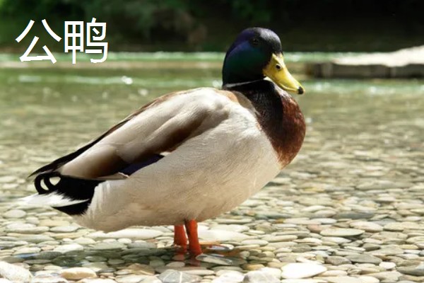 鸭子的繁殖方法，交配后会产下受精蛋