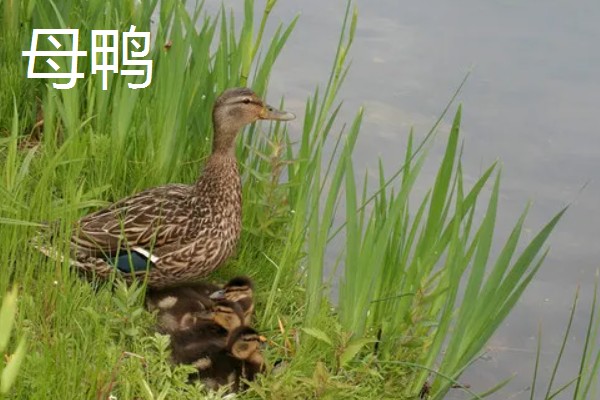 鸭子的繁殖方法，交配后会产下受精蛋