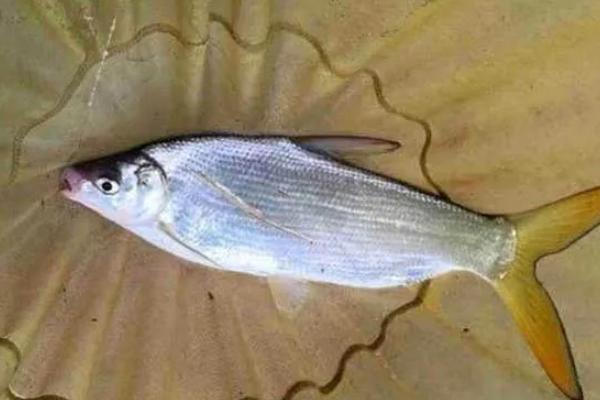 秋田狐2号钩钓白条行吗，适合钓1两左右的白条