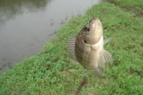 秋田狐2号钩钓白条行吗，适合钓1两左右的白条