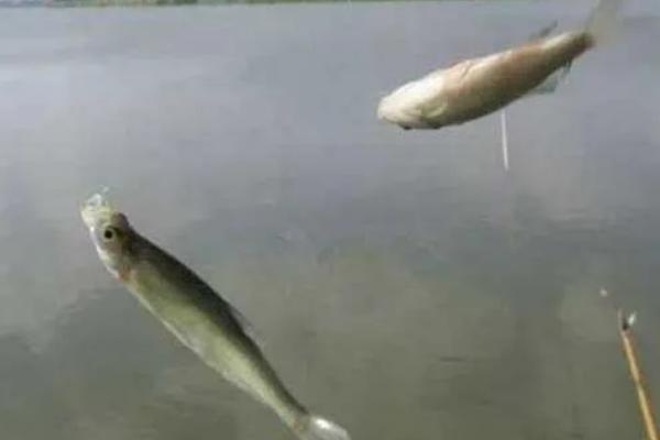 秋田狐2号钩钓白条行吗，适合钓1两左右的白条