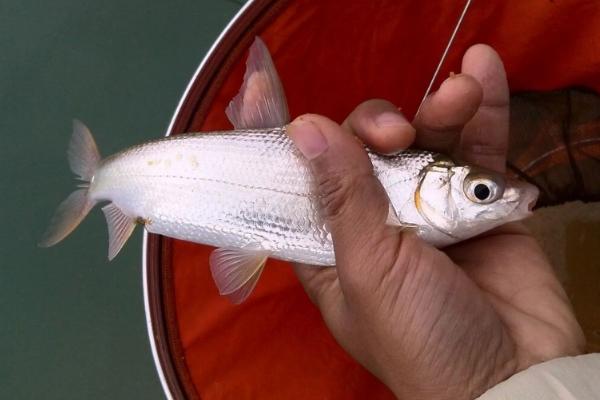 秋田狐2号钩钓白条行吗，适合钓1两左右的白条