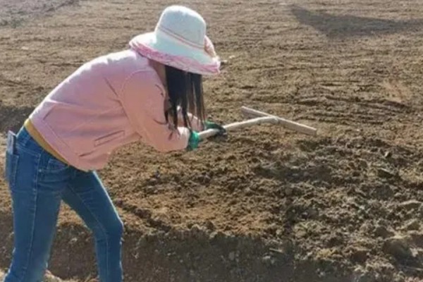 益智仁如何种植，播种前需在冷水中浸种