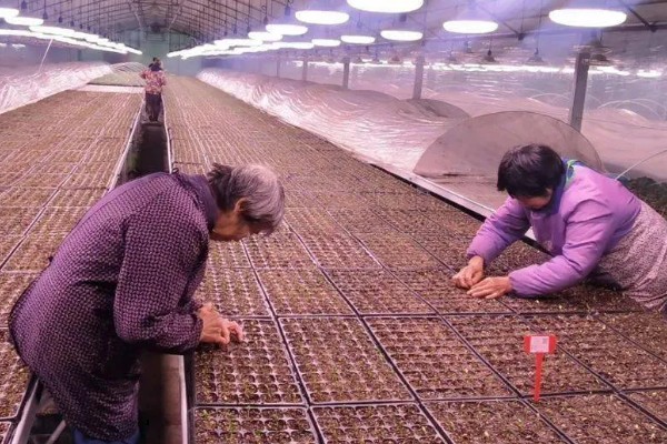 益智仁如何种植，播种前需在冷水中浸种