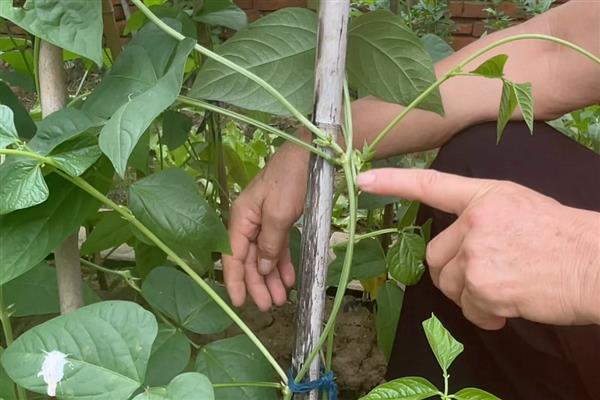 豆角侧枝怎么处理，需将生长过密的枝叶剪去