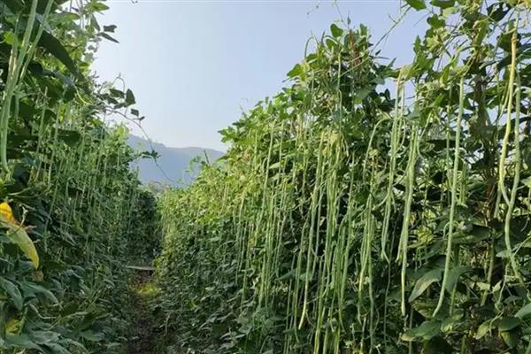 豆角侧枝怎么处理，需将生长过密的枝叶剪去