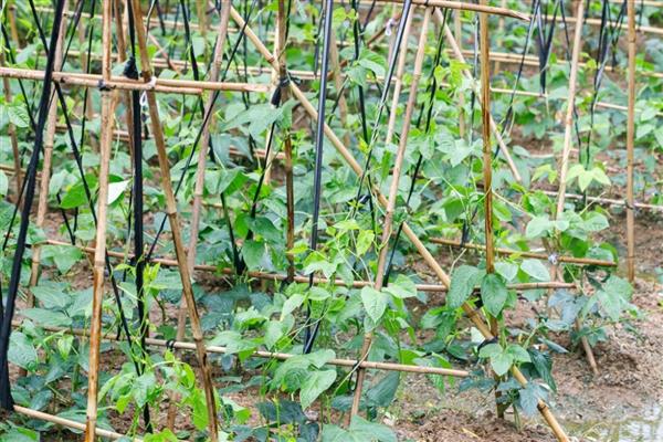 豆角侧枝怎么处理，需将生长过密的枝叶剪去
