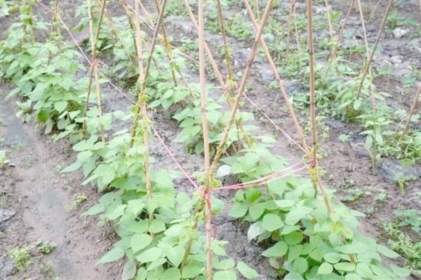 豆角侧枝怎么处理，需将生长过密的枝叶剪去