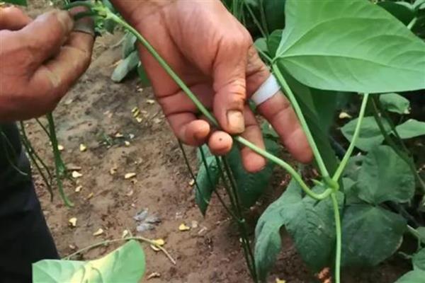 豆角侧枝怎么处理，需将生长过密的枝叶剪去