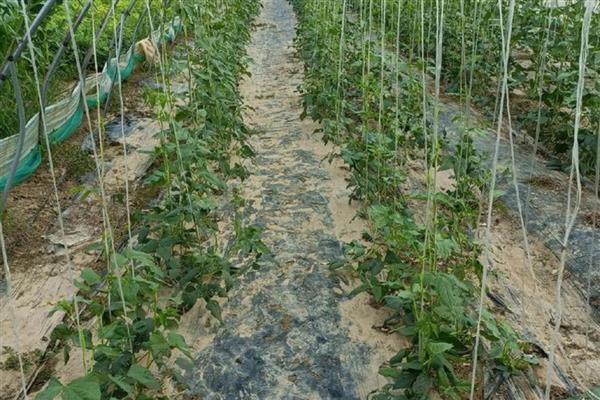 豆角侧枝怎么处理，需将生长过密的枝叶剪去