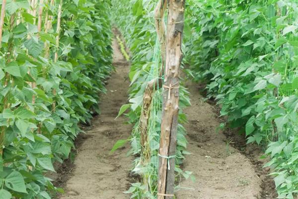 豆角侧枝怎么处理，需将生长过密的枝叶剪去