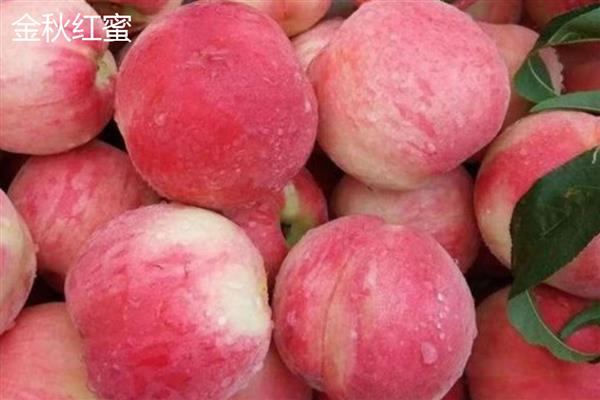 冬雪王桃品种的特点，其甜度高且口感好