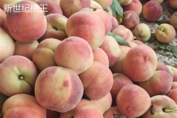 冬雪王桃品种的特点，其甜度高且口感好