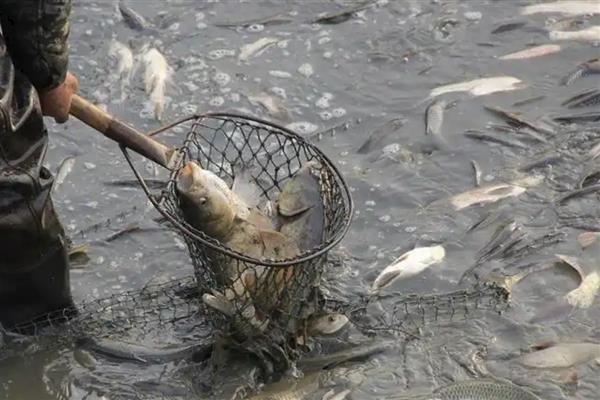 白鲢的放养密度，可根据250尾一亩来放养