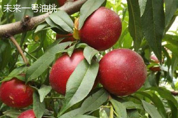冬雪王桃品种的特点，其甜度高且口感好