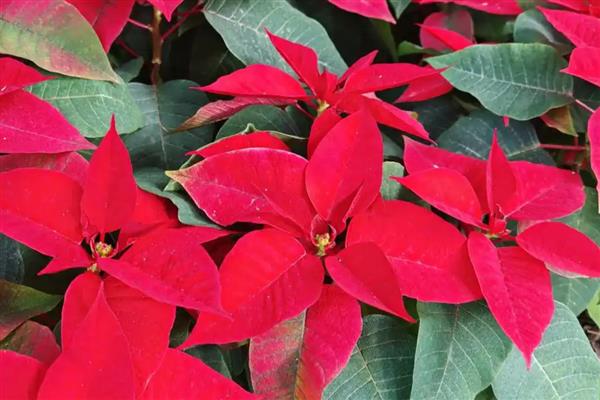 一品红叶子上有白色点的原因，可能是虫害所致