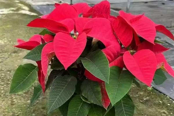 一品红叶子上有白色点的原因，可能是虫害所致