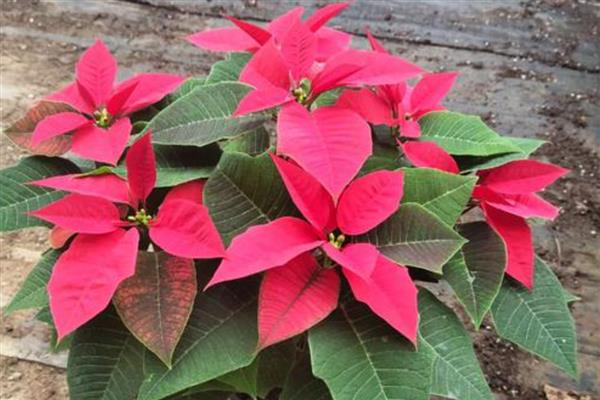 一品红叶子上有白色点的原因，可能是虫害所致