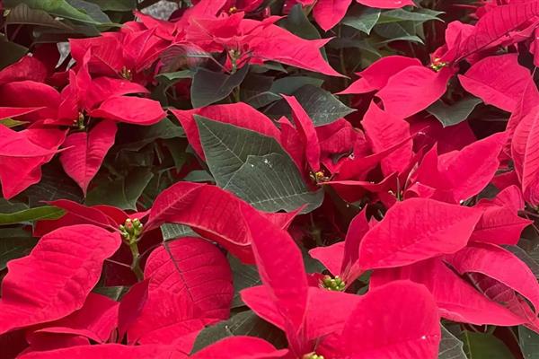 一品红叶子上有白色点的原因，可能是虫害所致