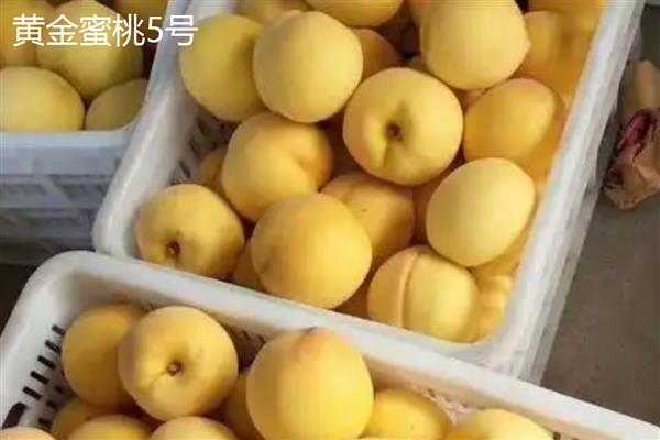 冬雪王桃品种的特点，其甜度高且口感好
