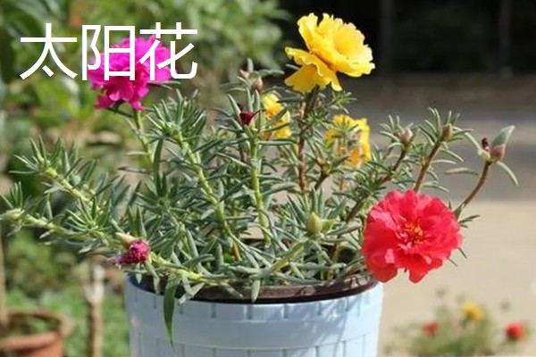 室内阳光充足时适合种植哪些花卉，推荐太阳花、三角梅等