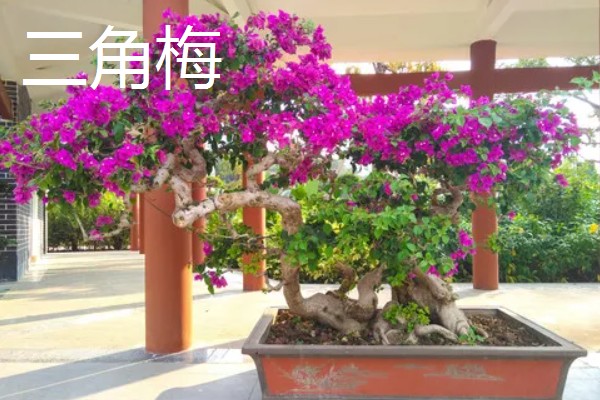 室内阳光充足时适合种植哪些花卉，推荐太阳花、三角梅等