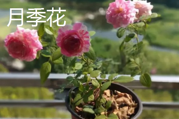 室内阳光充足时适合种植哪些花卉，推荐太阳花、三角梅等