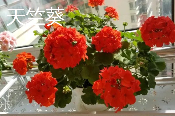 室内阳光充足时适合种植哪些花卉，推荐太阳花、三角梅等