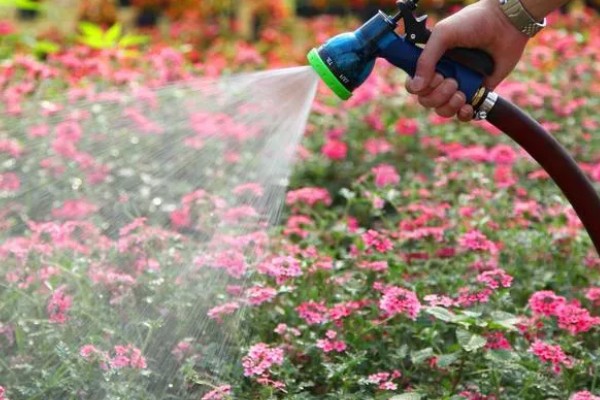 室内阳光充足时适合种植哪些花卉，推荐太阳花、三角梅等