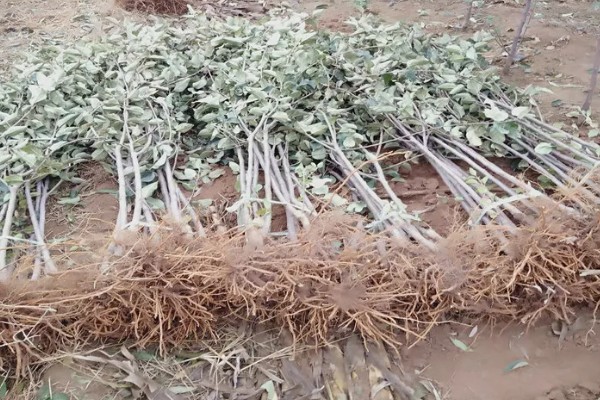 苹果树苗最佳种植时间，可在春季或秋季种植