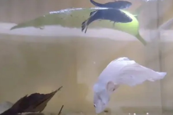 鱼是怎么受精的，一般是体外受精