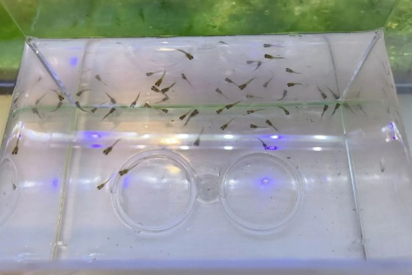鱼是怎么受精的，一般是体外受精