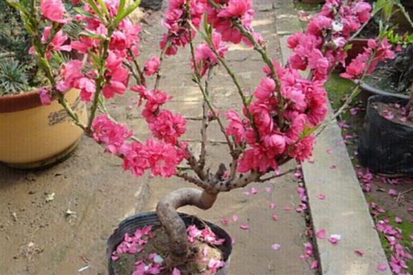 桃花盆景如何养护，一定要确保充足的散射光照