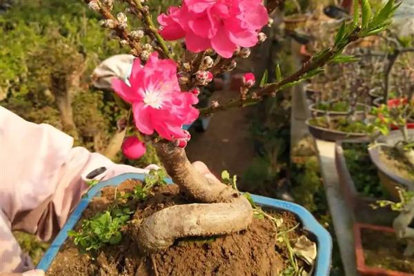 桃花盆景如何养护，一定要确保充足的散射光照