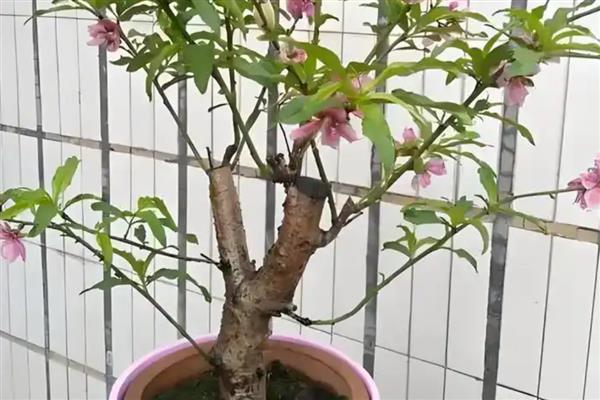桃花盆景如何养护，一定要确保充足的散射光照