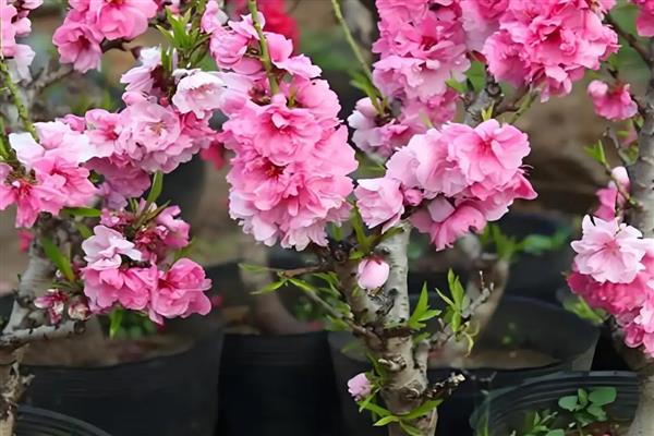 桃花盆景如何养护，一定要确保充足的散射光照
