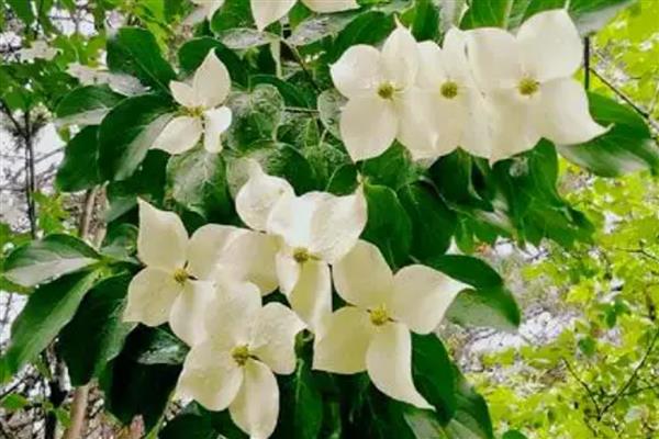 峨眉四照花怎么辨别，可通过叶片、花朵等分辨