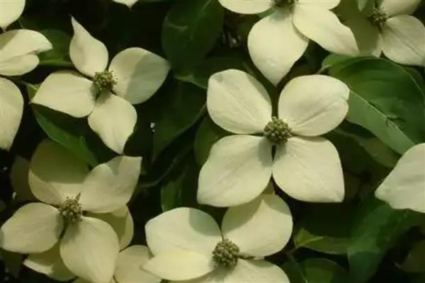 峨眉四照花怎么辨别，可通过叶片、花朵等分辨