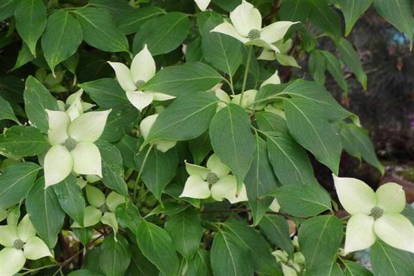 峨眉四照花怎么辨别，可通过叶片、花朵等分辨