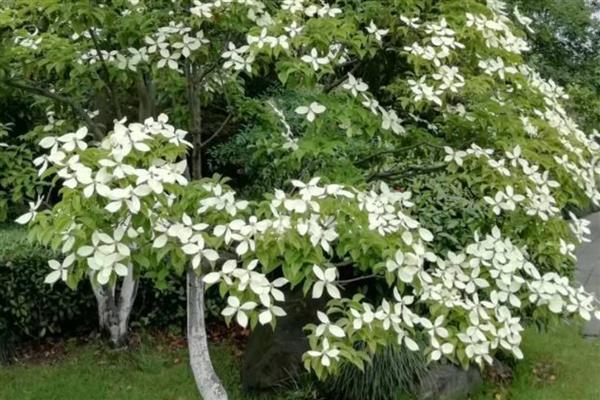 峨眉四照花怎么辨别，可通过叶片、花朵等分辨