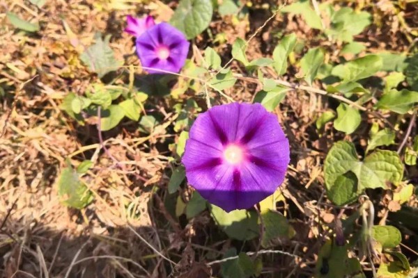 喇叭花的开放时间，花期为每年6-10月份